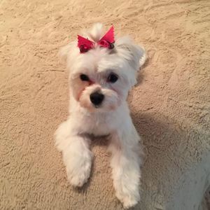 Meet your Posher, Irene